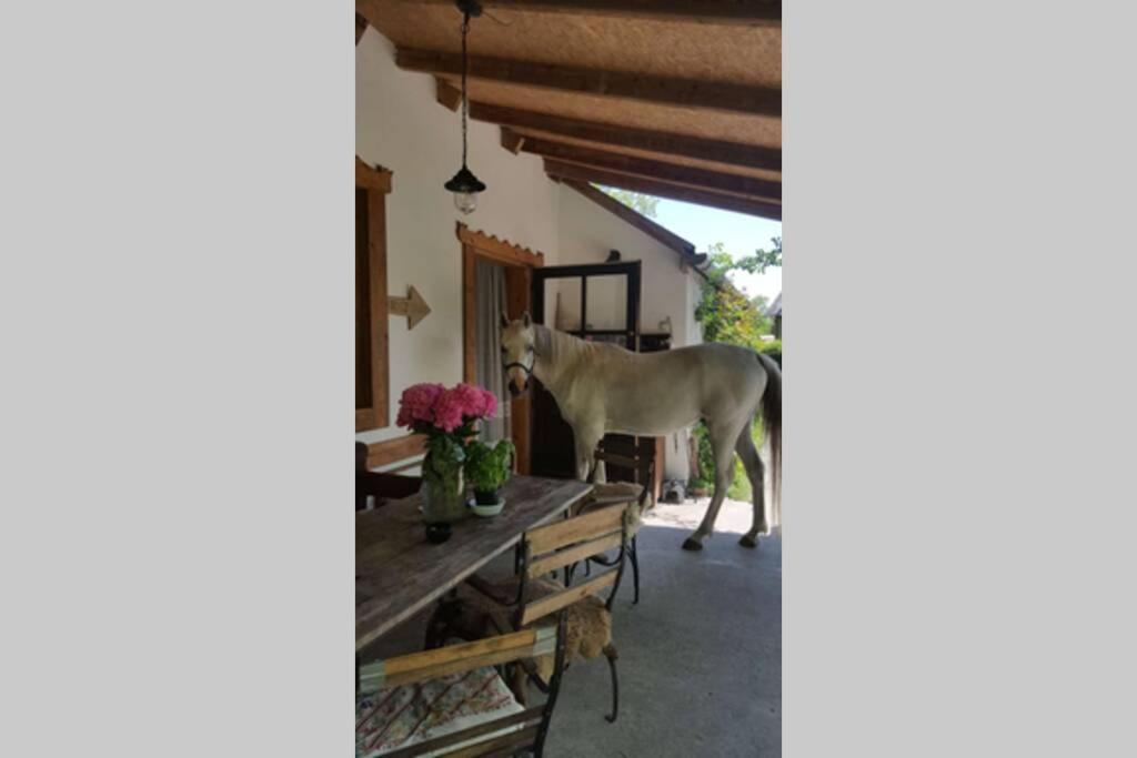 Igricz Farmhaz Villa Pócsmegyer Exterior foto